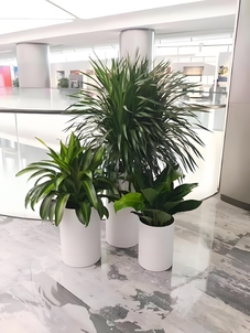 宁波镇海盆景租摆价格